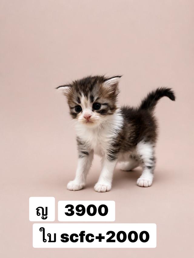 สกอตติชแท้ ญ หูตั้ง