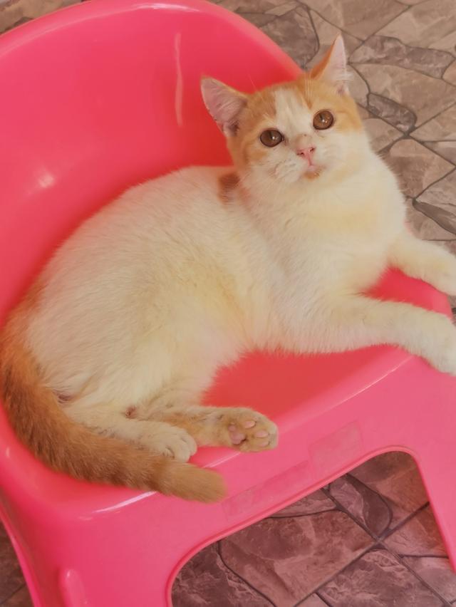 สัตว์เลี้ยงน้องแมวพันธุ์สก๊อตติช รูปที่ 3