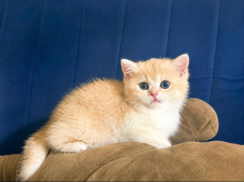 แมว British shorthair