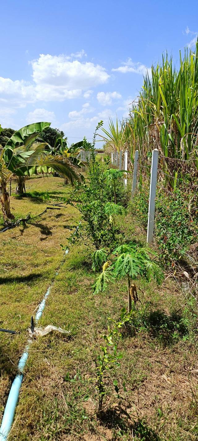 ที่ดินสไตล์ปลูกบ้านสวน รูปย่อยที่ 5