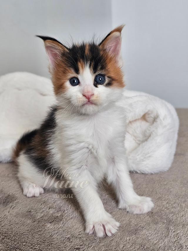 ลูกแมวเมนคูนแท้ เพศเมีย 4