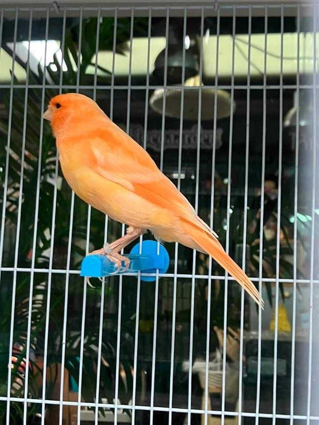 นกคีรีบูนส้ม 5