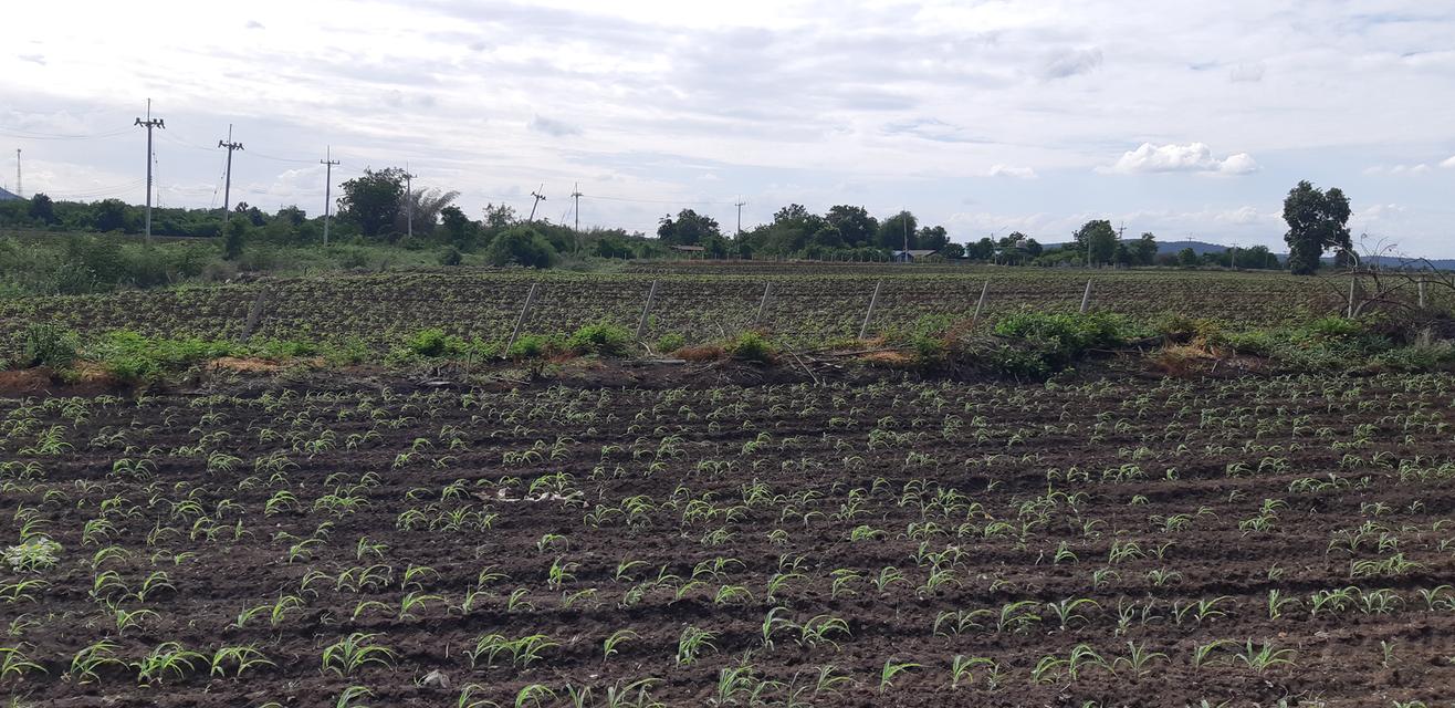 ขายที่ดินติดแม่น้ำป่าสัก 38-1-73 ไร่ แถมที่ดินเป็น น.ค.3 จำนวน 18 -2-59 ไร่ 12