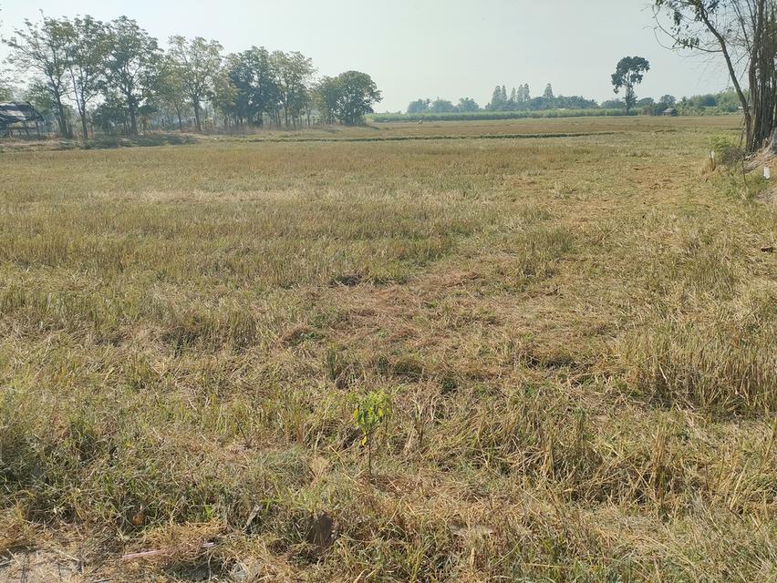 ขายที่ดินเกษตรด่วนจำนวน 6 ไร่ 3 งาน 84 ตารางวาน้ำไฟเข้าถึงอยู่ในเขตชุมชนหมู่บ้าน 4