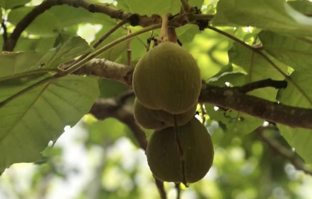 ที่ดิน สวนกระท้อน .................... 6