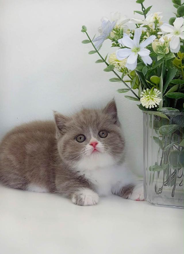 แมวมันช์กิ้นขาสั้นชายหญิงมีพร้อมเรทเริ่มต้นเพียง25,000 รูปที่ 4