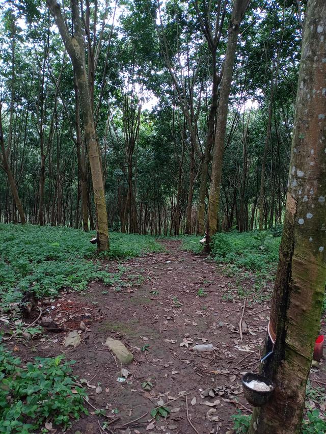 ที่ดิน อ.โป่งน้ำร้อน จ.จันทบุรี 14