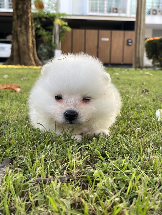Japanese Spitz (สุนัขพันธุ์สปิตซ์ญี่ปุ่น) 18