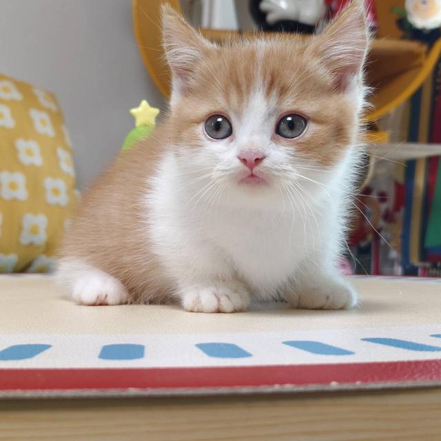 แมวมันช์กิ้น Munchkin short leg Oscat cattery chiangmai
