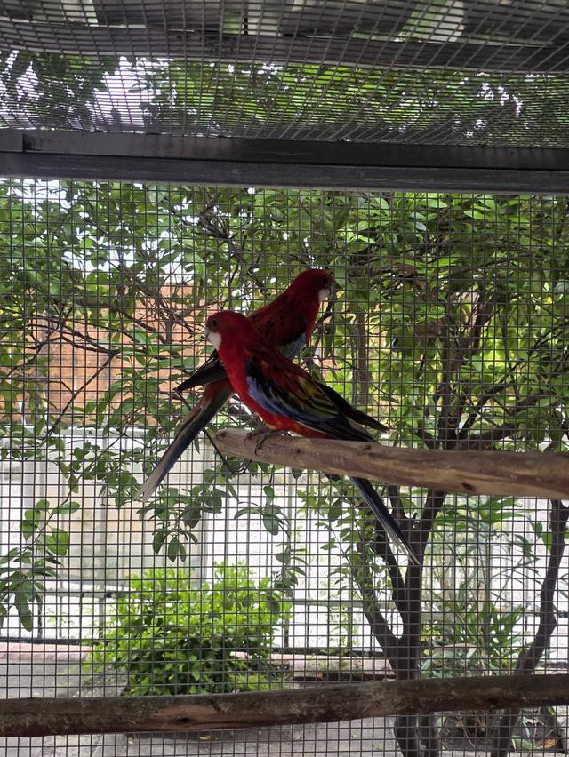 นกแก้วโรเซลล่า Rosella Parakeets