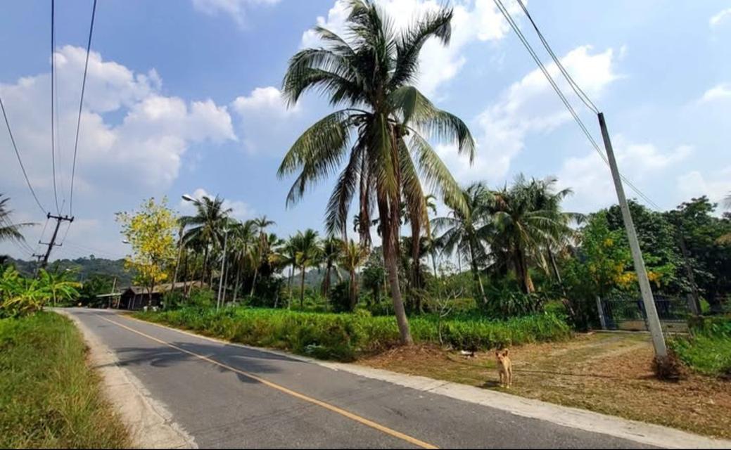 ที่ดินนครนายกแปลงสวย ภูเขาล้อมอากาศบริสุทธิ์ 10