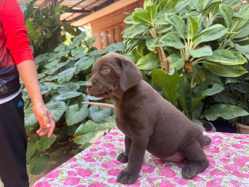 สุนัขพันธุ์ลาบราดอร์