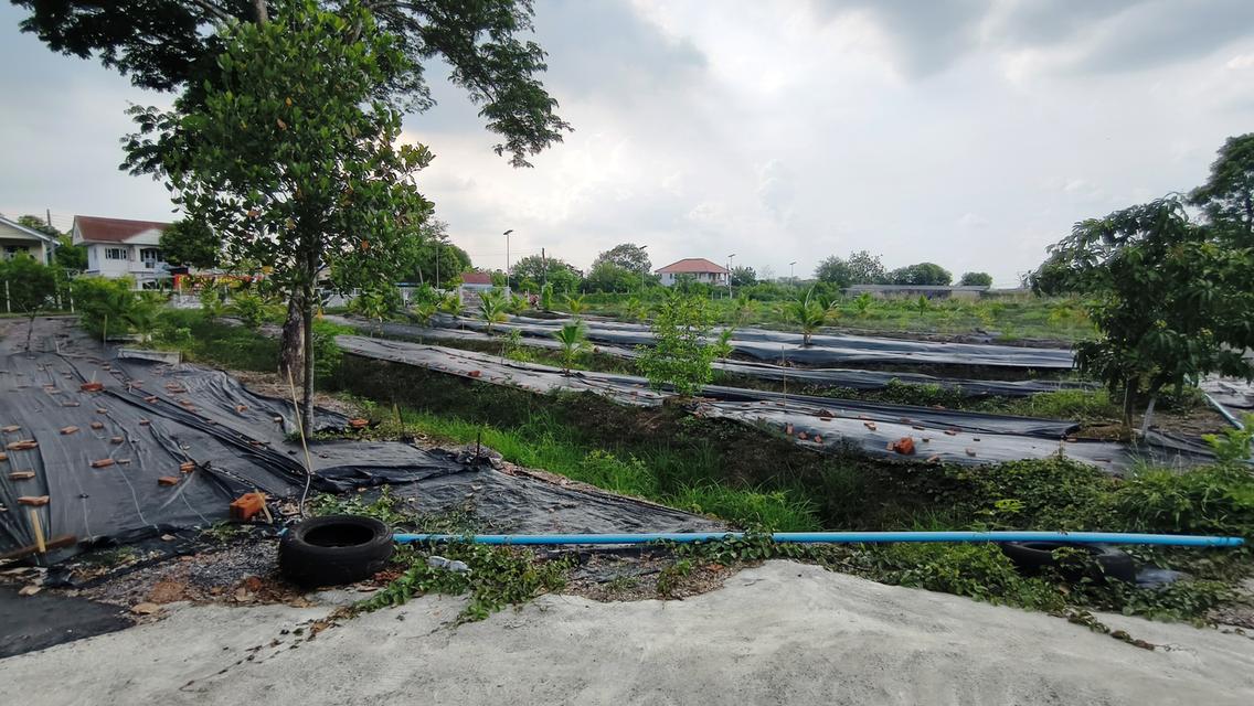 ที่ดินคลอง 9 ธัญบุรี 4