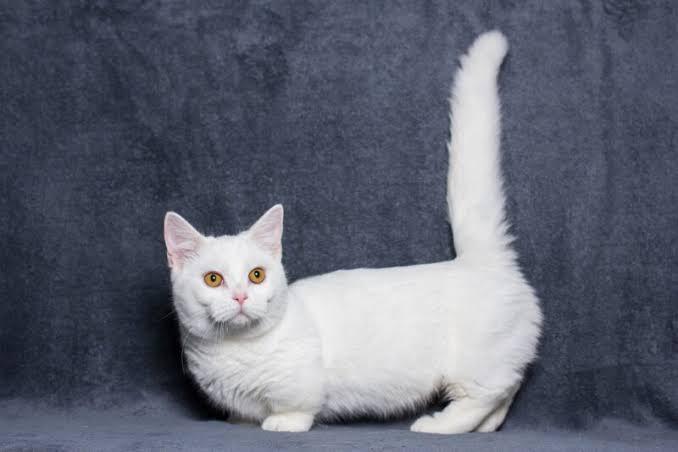 แมวมันช์กิ้น สีขาว 3