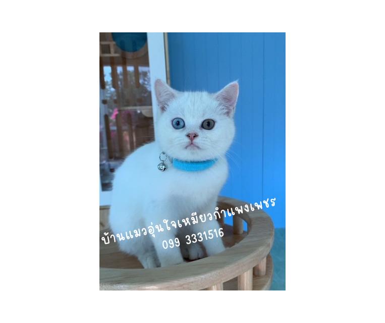 น้องแมว ดญ สีขาวตาสองสี พันธ์บริติสกับสก็อตติส อายุสามเดือนพร้อมย้ายเลย รูปย่อยที่ 4