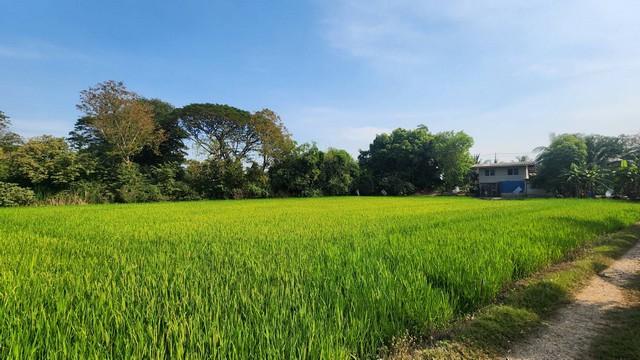 ให้เช่าที่ดิน ที่ดินติดถนนใหญ่ คลองสิบ-คลองสิบสี่ เขตหนองจอก 1