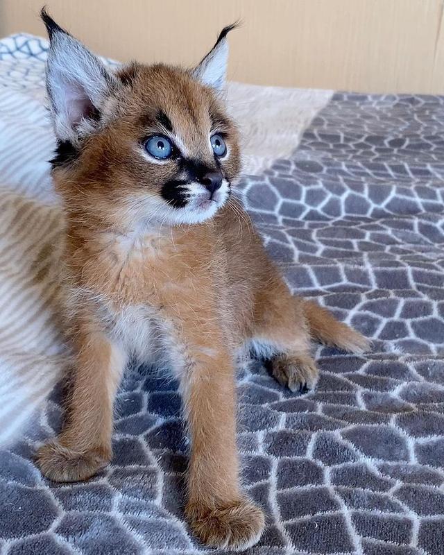 Caracal Kittens for Sale