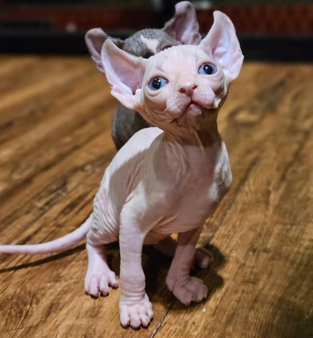 แมวสฟิงซ์ไร้ขน เพศ ผู้ ตาสีฟ้า