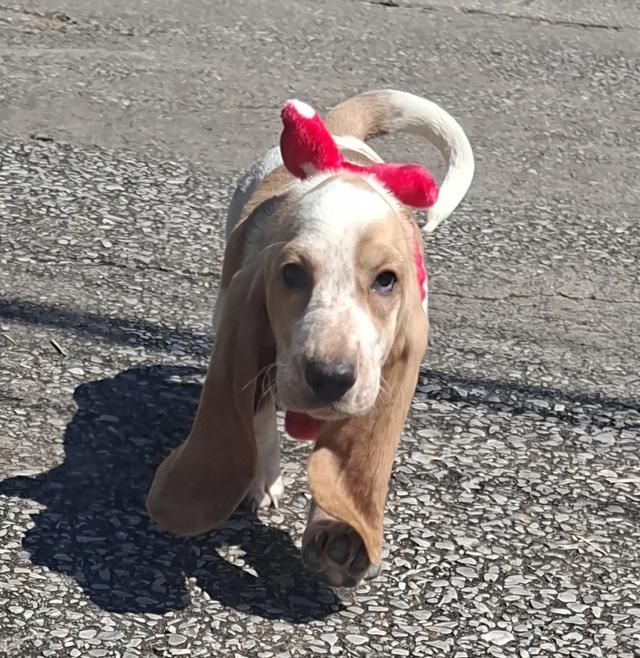 บาสเซ็ตฮาว์ดใบเพ็ดสมาคมพัฒนาพันธุ์สุนัข 14