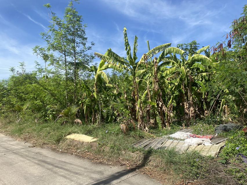 ที่ดิน หลังตลาดมหาชัยเมืองใหม่ 79.8 ตรว. 7