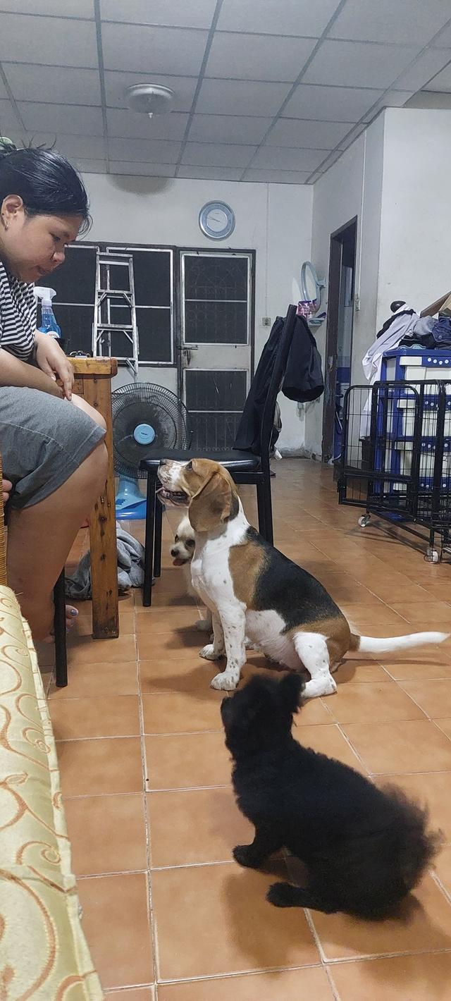 ขายสุนัขพันธุ์บีเกิ้ล