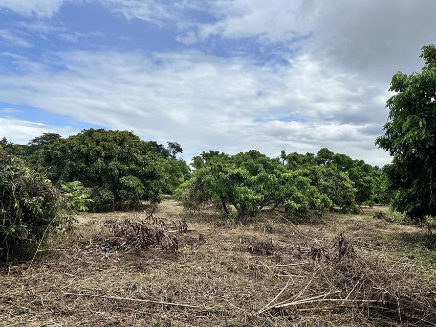 ที่ดิน 4