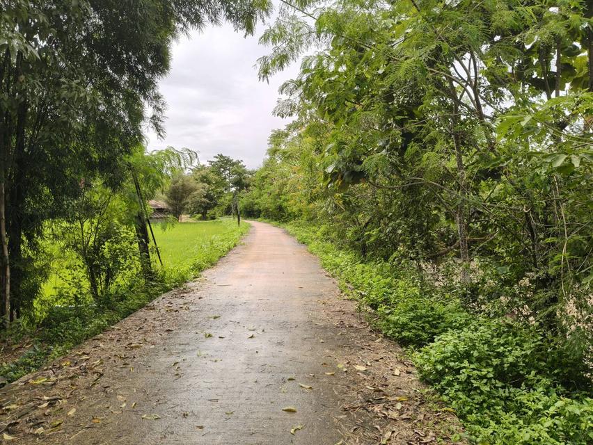 ที่ดิน ทำเลติดภูเขา จ.น่าน 10