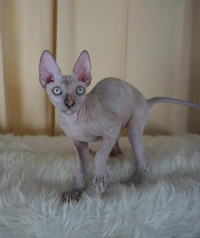 3.แมวสฟิงซ์/เพศเมีย หาบ้าน Sphynx Cat/Female looking for a new home 6