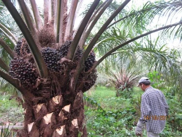ขายสวนปาล์มสวนยาง โฉนด 25 ไร่ สะพลี ปะทิว ชุมพร 7