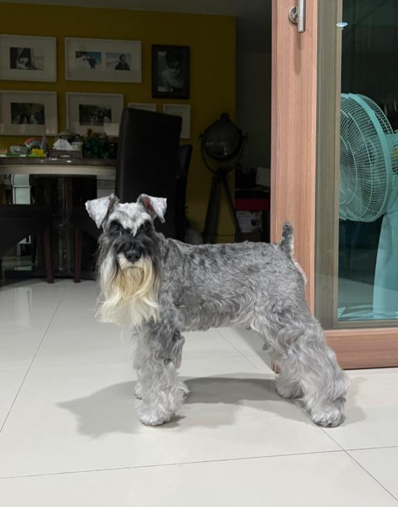 ขายด่วน Schnauzer ขนยาว