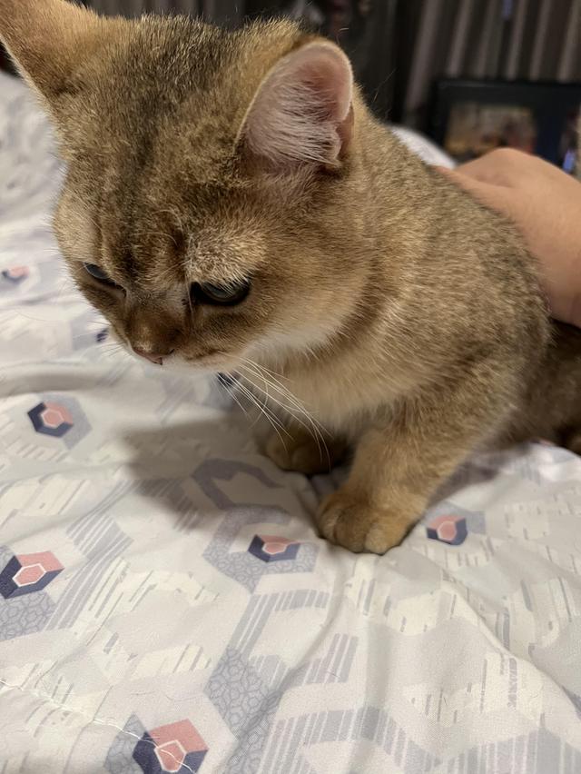 British Shorthair ชาย 7 เดือน ย้ายที่อยู่ต้องขายต่อครับ