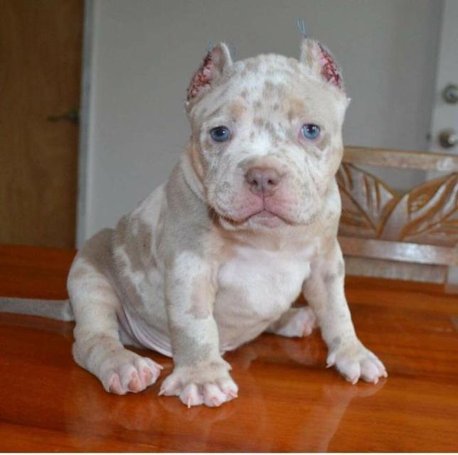 ขายด่วน!! สุนัขพิทบูล สีน้ำตาลสุดน่ารัก 3