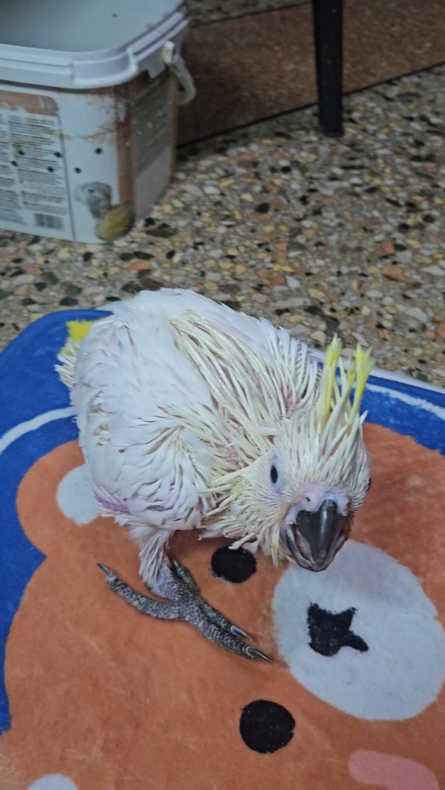 ลูกป้อนนกกระตั้วมีเดี่ยม