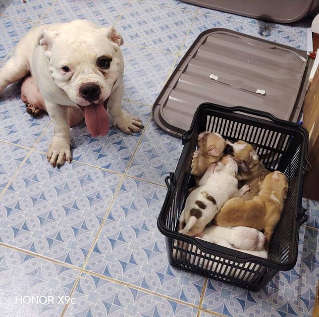 p'tigerขอนแก่น 3,500-5,500฿สุนัข อเมริกันบูลลี่ ราคาถูก และลูกหมาพันธุ์ Bully ฟาร์ม P'tiger ขอนแก่น 17