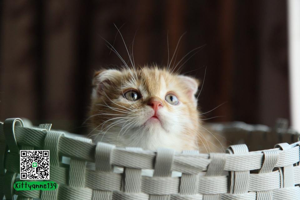 แมวสก็อตติชโฟลด์แท้แบ่งเลี้ยง รูปที่ 6