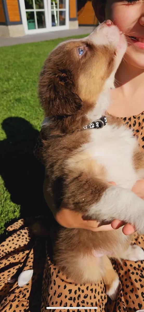 Australian shepherd puppies  WhatsApp me : +66 63 826 3042 รูปที่ 3