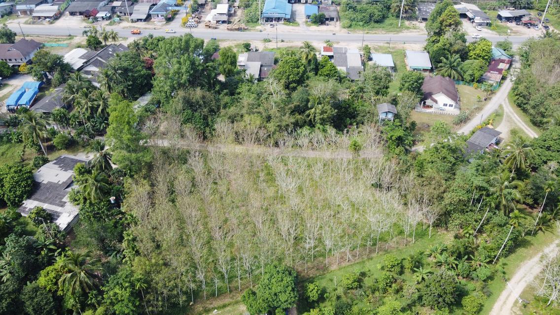 ขายที่ดินทำเลดี ต.บางม่วง อ.ตะกั่วป่า จ.พังงา 1