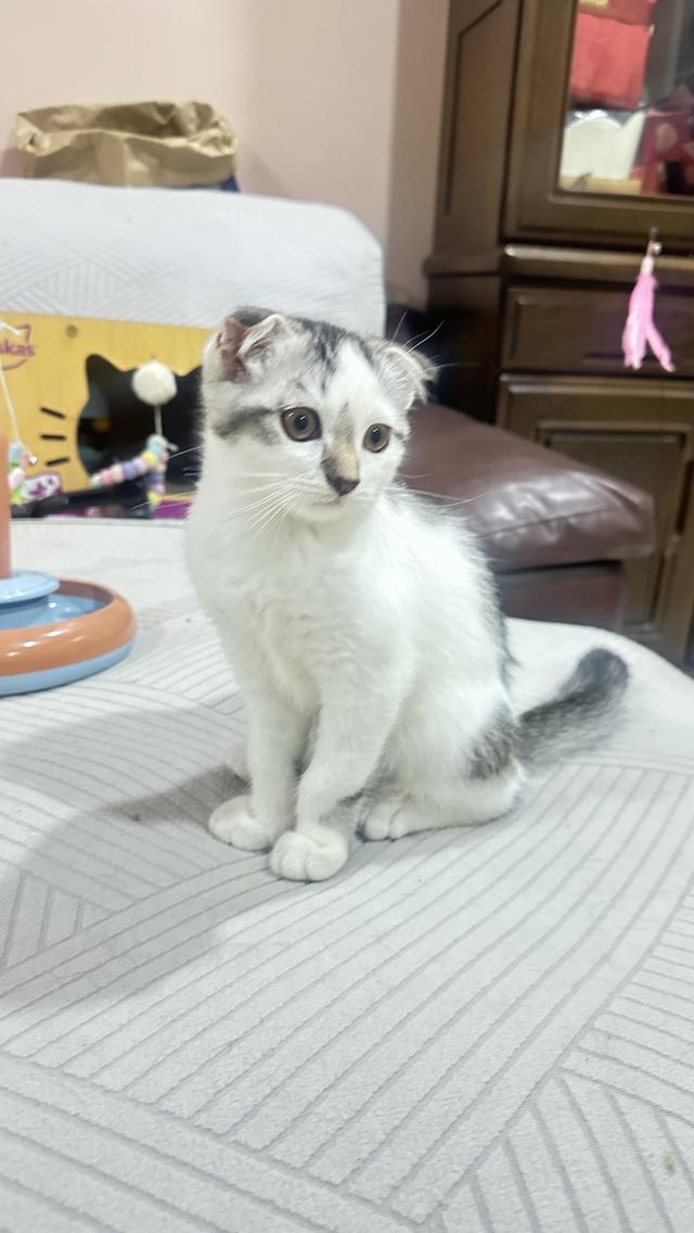 แมวมันกิ้นช์  12