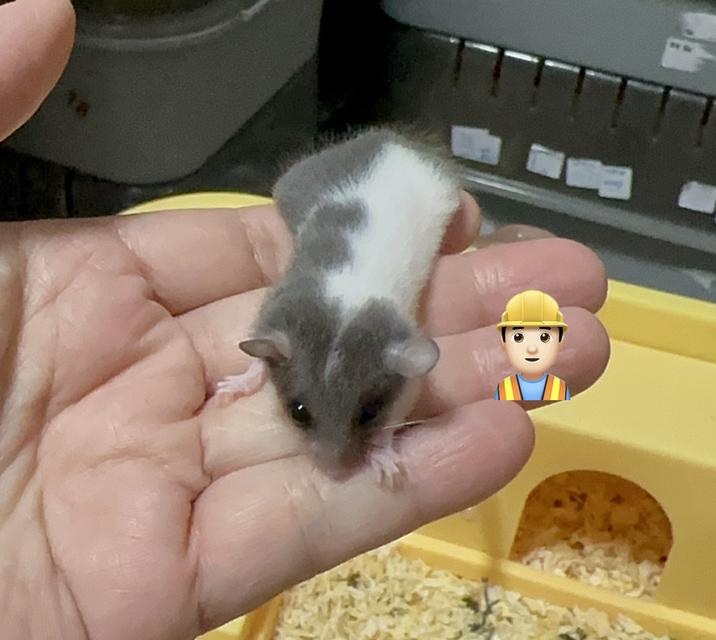 ดอเมาส์ กระรอกจิ๋ว Dormouse 25-30วัน