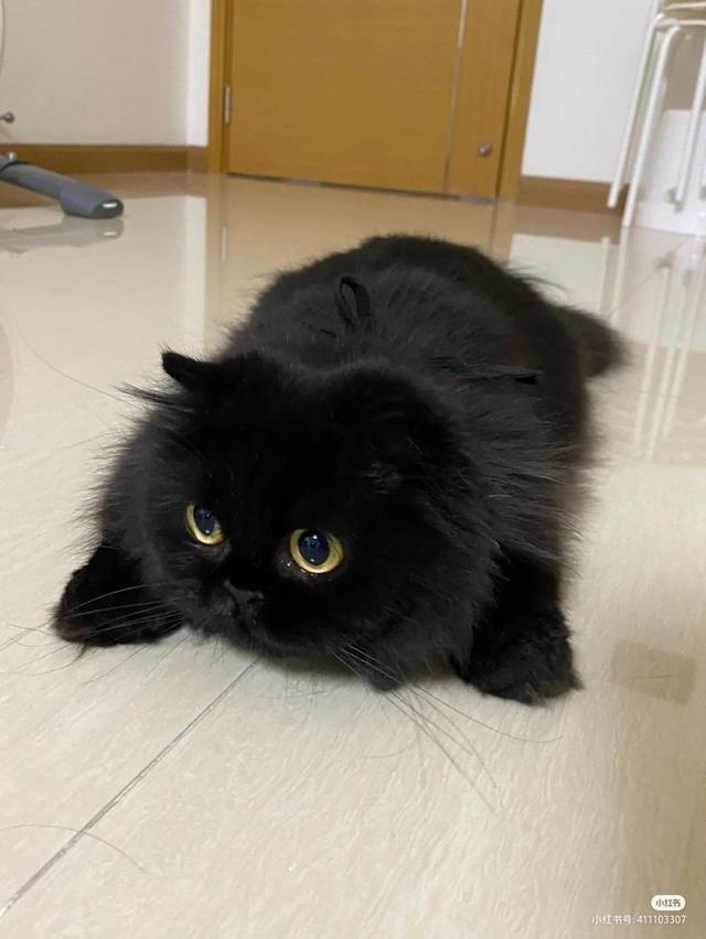 แมวบริติชช็อตแฮร์ สีดำสุดน่ารัก 3