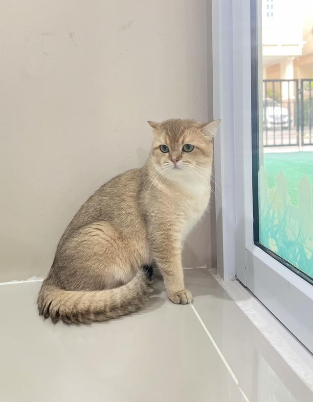 ดช.บริติช (พร้อมย้าย) รูปที่ 2