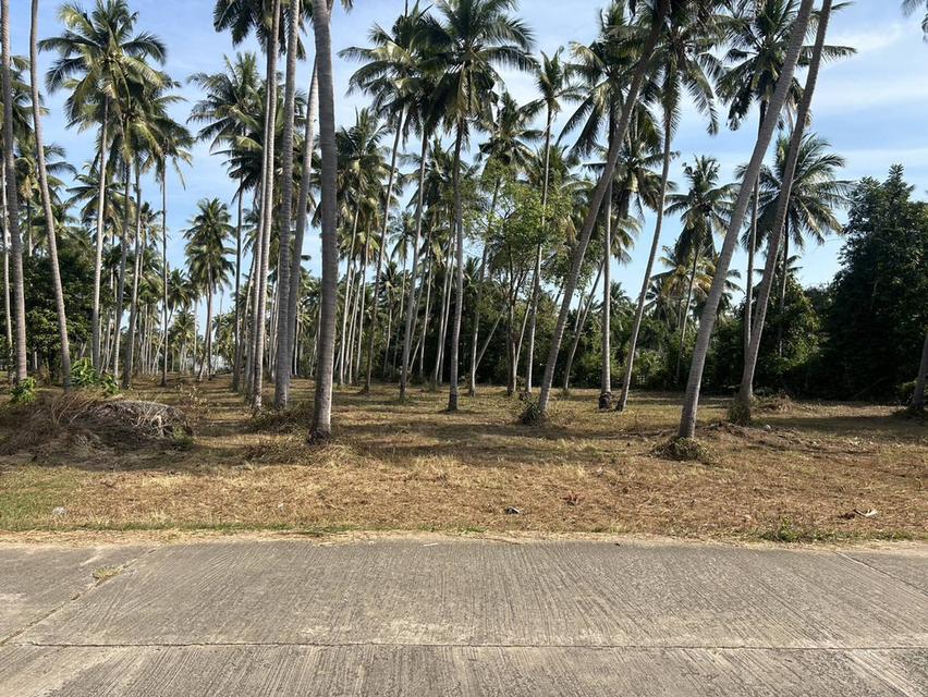 ขายที่ดิน ทำเลทอง ใกล้ทะเล หาดต้นทองหลาง/หาดนเรศวร 6