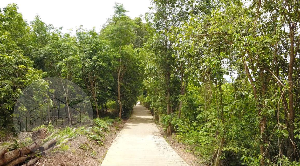 ขายที่ดิน จ.น่าน เนื้อที่ 7 ไร่ 1 งาน 54 ตร.ว. 3