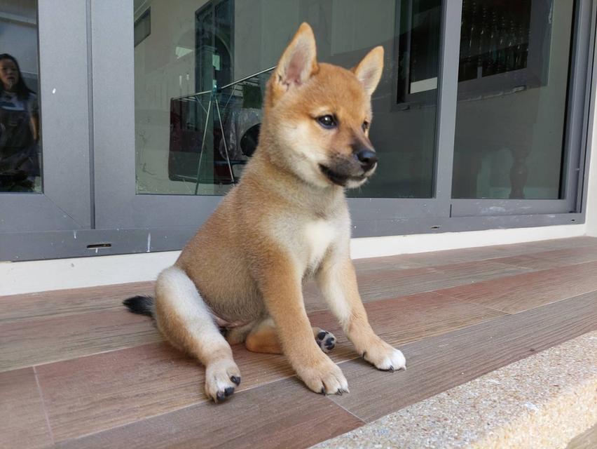 ลูกชิบะอินุ พันธุ์แท้ Shiba Inu ขายด่วน