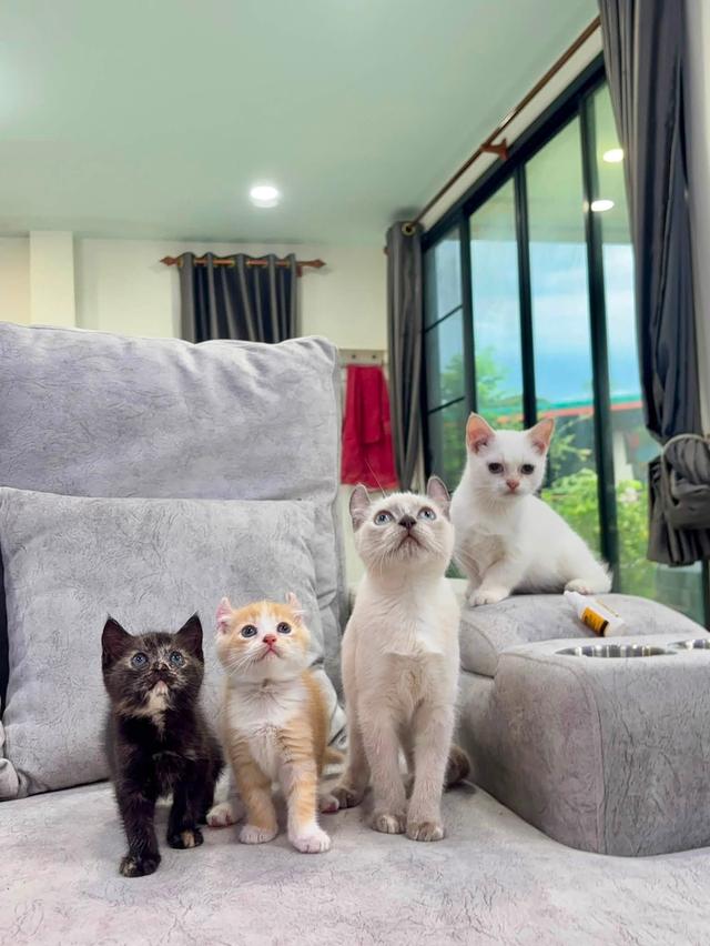 อเมริกันเคิร์ล+มัชกกิ้นขาสั้น