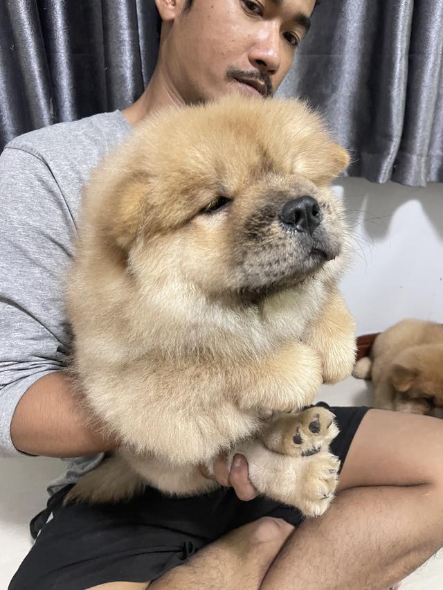 ลูกหมาเชาว์เชาว์ แท้ 100%