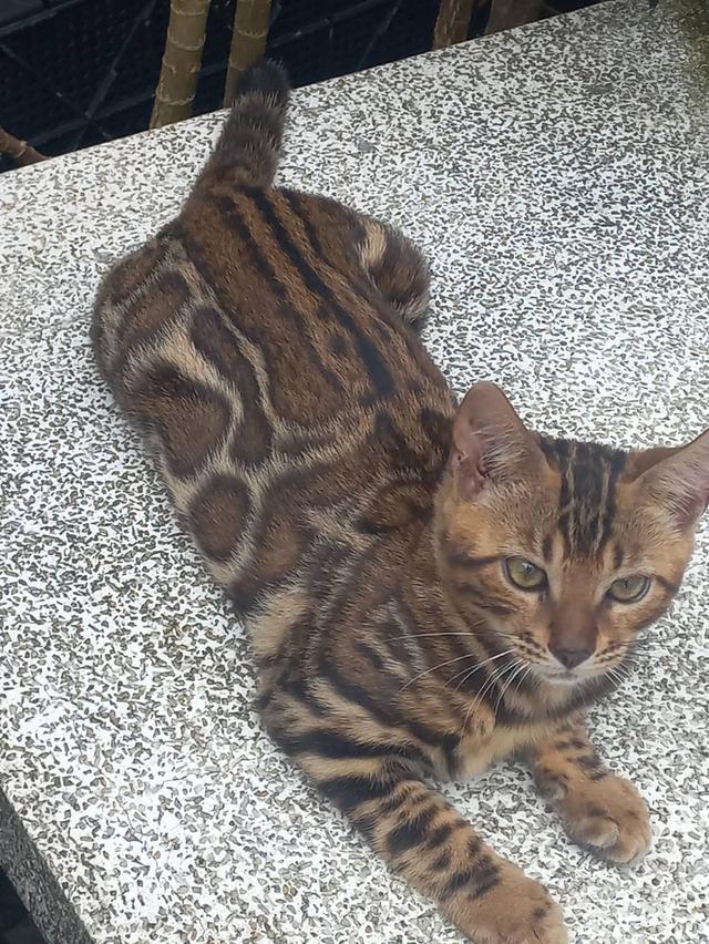 แมวเบงกอล 5