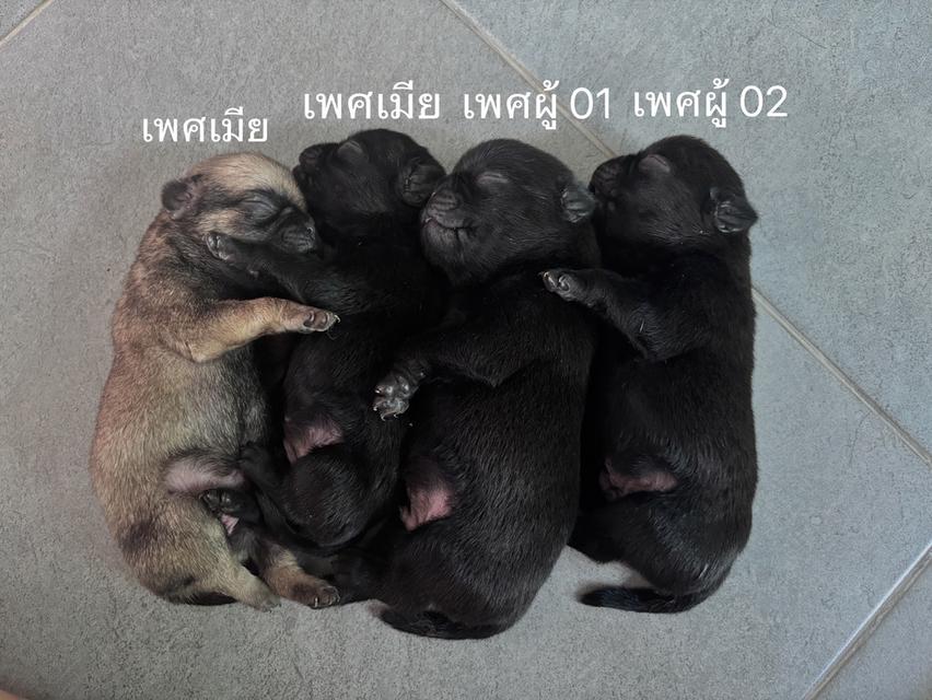 ขาสุนัขพันธุ์ปั๊กราคาแบ่งเลี้ยงค่ะพิกัดบ้านโพธิ์0894076302