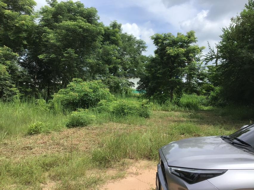 ที่ดินติดถนนเลี่ยงเมืองนครราชสีมา(204)เนื้อที่ 3.5ไร่หน้ากว้าง95เมตร (แบ่งได้) ที่ดินถมแล้วติดโครงการหมู่บ้านมัณฑนา 8