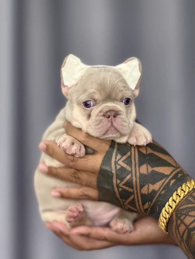 ลูกสุนัขเฟรนบูลด็อก และพ่อพันธุ์เฟรนบูลด็อกเปิดรับผสม